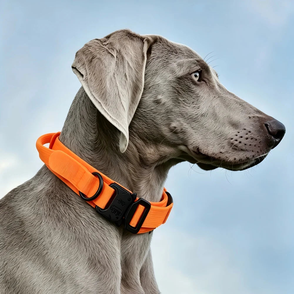 Tactical Dog Collar — Built Tough for Active Dogs