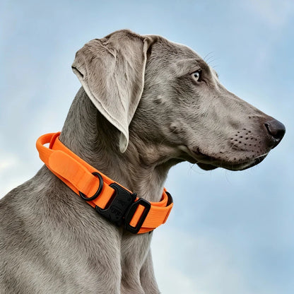 Tactical Dog Collar — Built Tough for Active Dogs