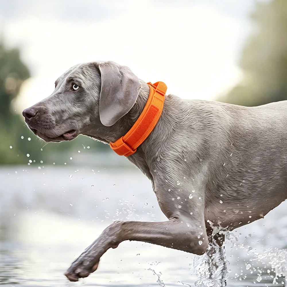 Tactical Dog Collar — Built Tough for Active Dogs