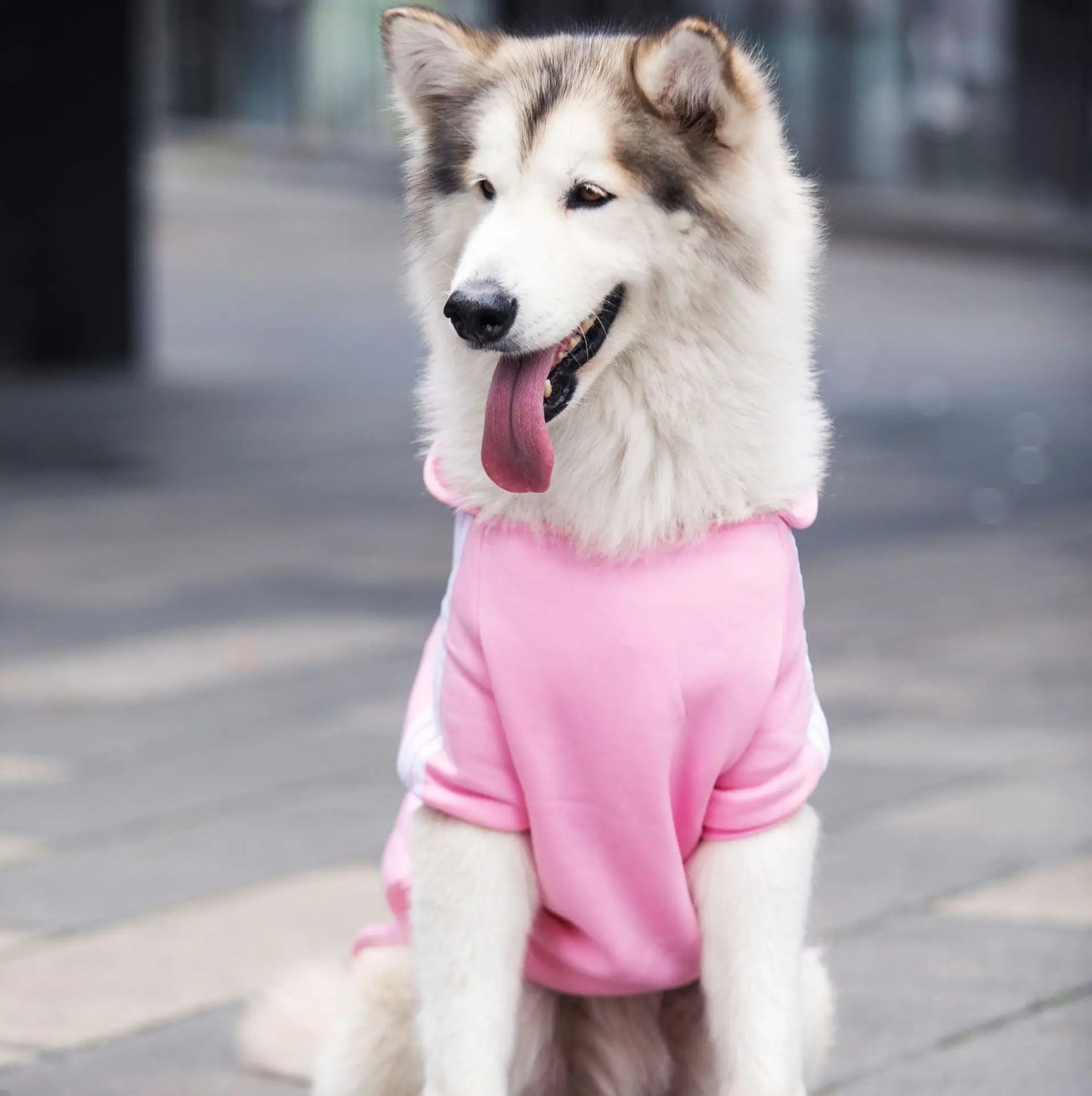 Cozy Fleece Dog Hoodie – Warm Dog Sweater for Small & Large Dogs XS-5XL