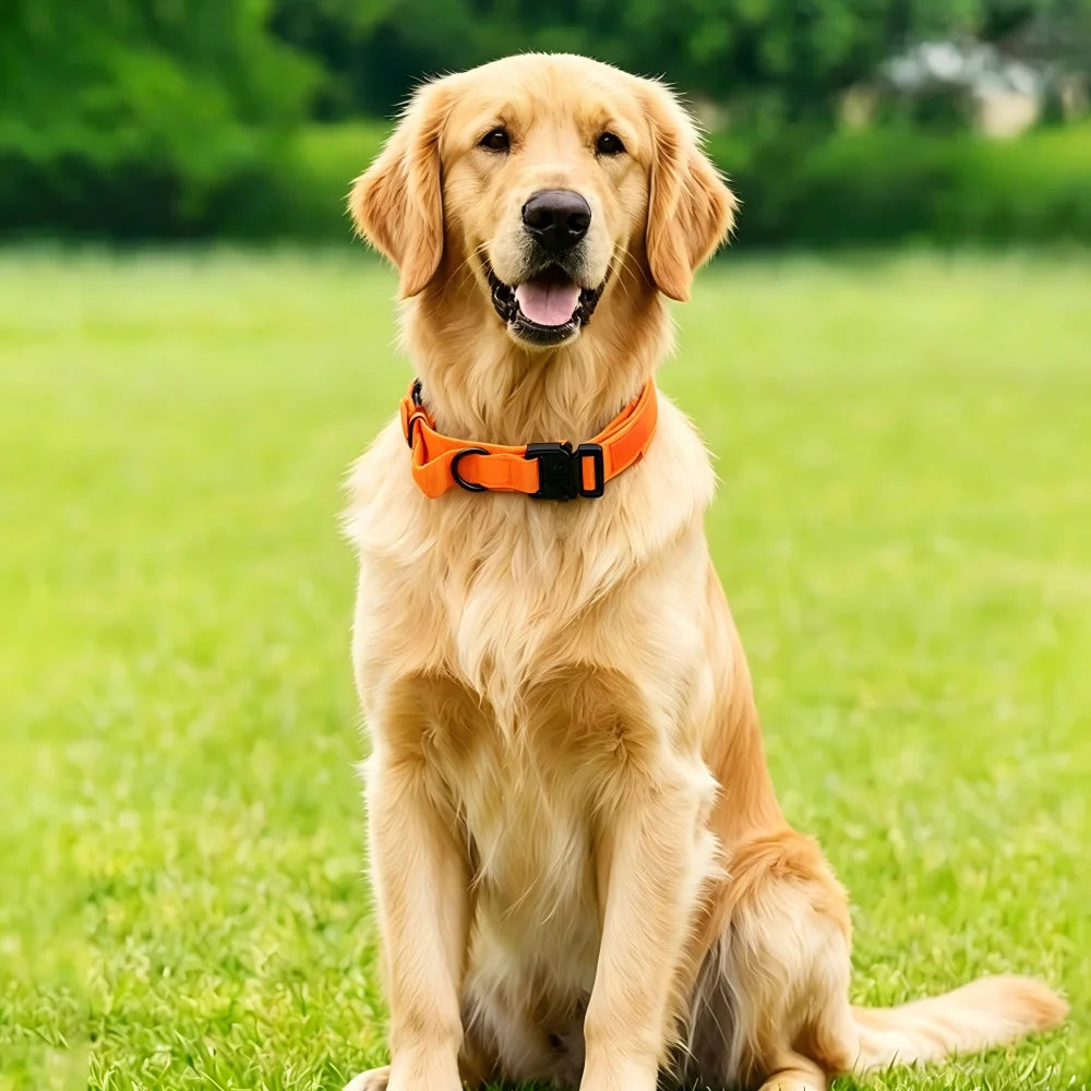 Tactical Dog Collar — Built Tough for Active Dogs